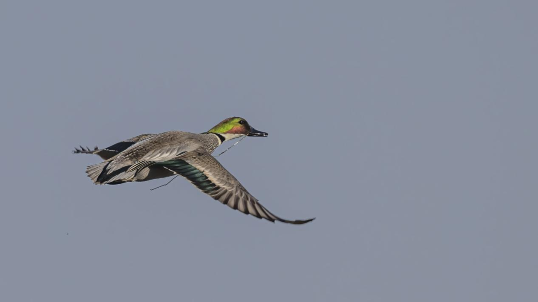 《北京冬季觀鳥導(dǎo)賞圖》發(fā)布