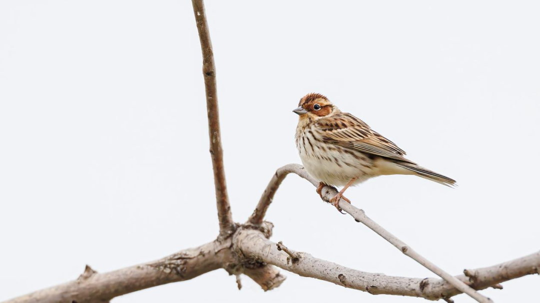 《北京冬季觀鳥導(dǎo)賞圖》發(fā)布