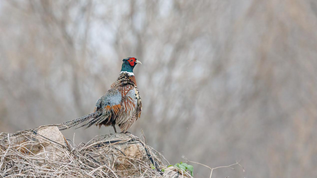 《北京冬季觀鳥導(dǎo)賞圖》發(fā)布