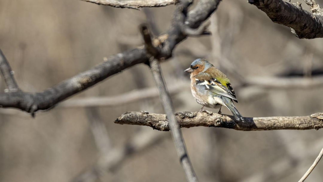 《北京冬季觀鳥導(dǎo)賞圖》發(fā)布