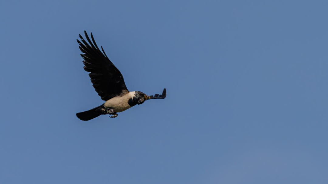 《北京冬季觀鳥導(dǎo)賞圖》發(fā)布