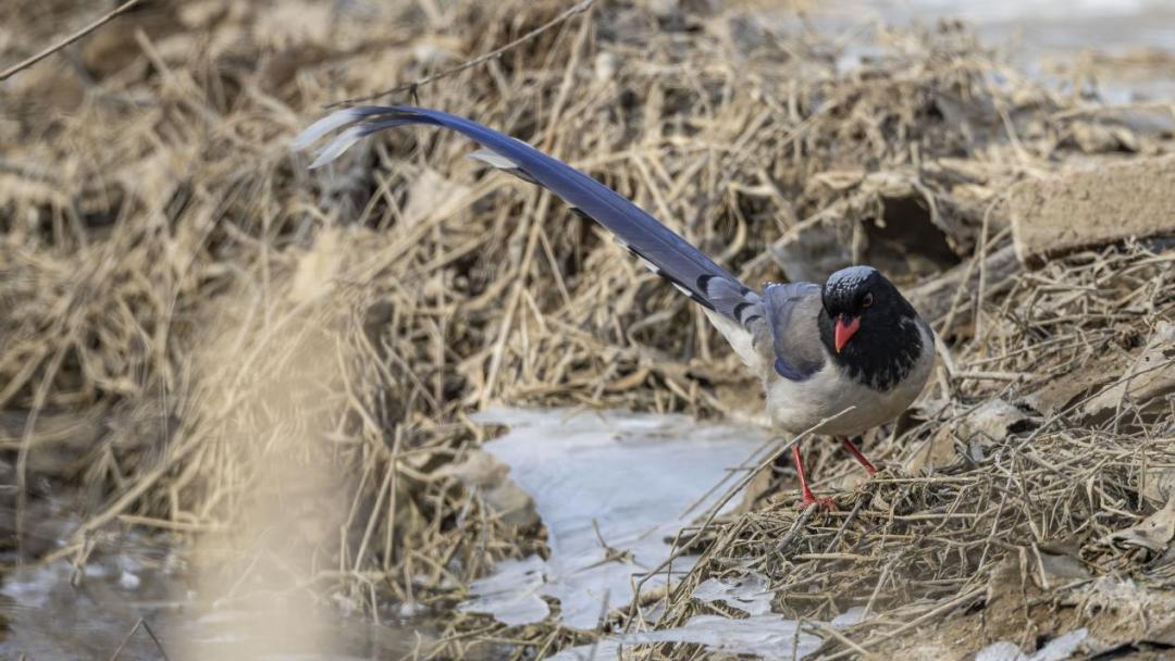 《北京冬季觀鳥導(dǎo)賞圖》發(fā)布