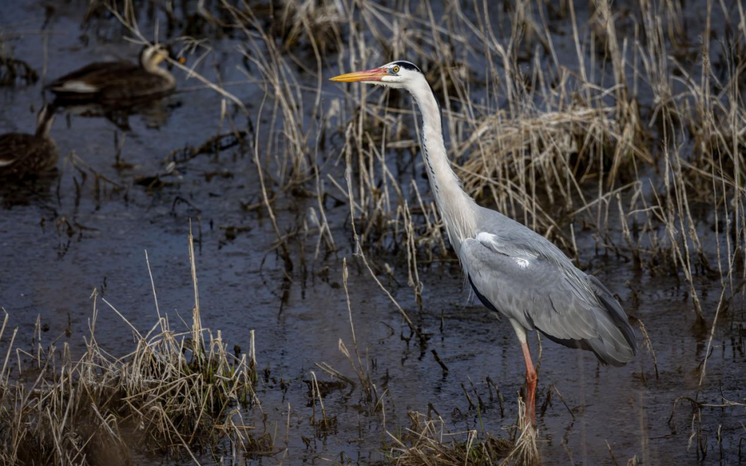 《北京冬季觀鳥導(dǎo)賞圖》發(fā)布
