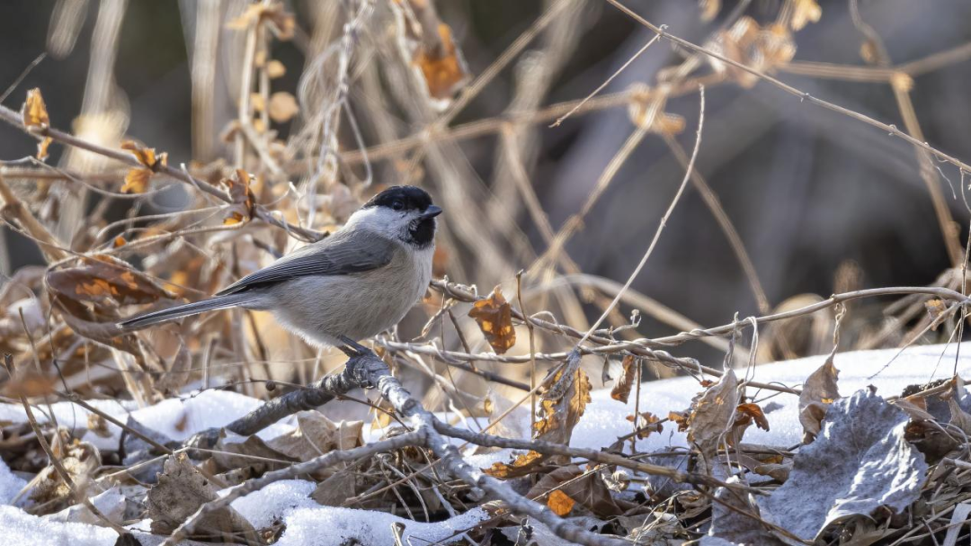 《北京冬季觀鳥導(dǎo)賞圖》發(fā)布