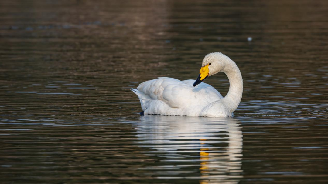 《北京冬季觀鳥導(dǎo)賞圖》發(fā)布