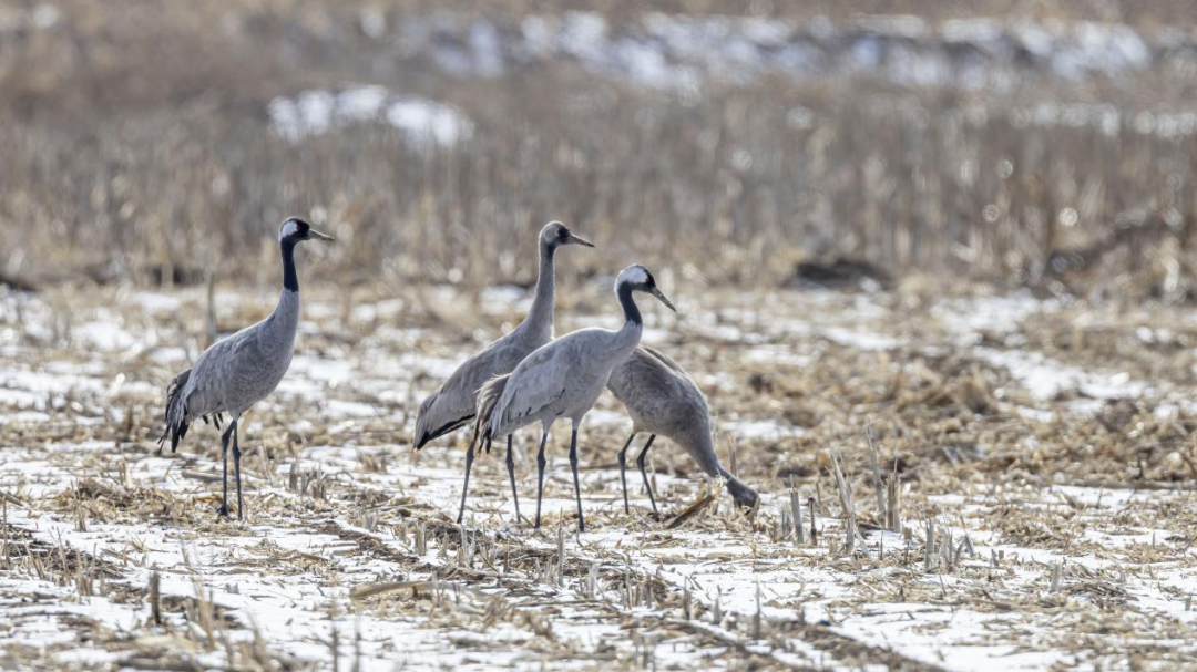 《北京冬季觀鳥導(dǎo)賞圖》發(fā)布