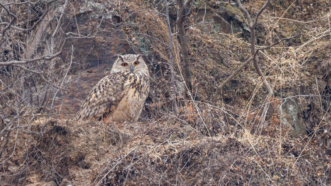 《北京冬季觀鳥導(dǎo)賞圖》發(fā)布
