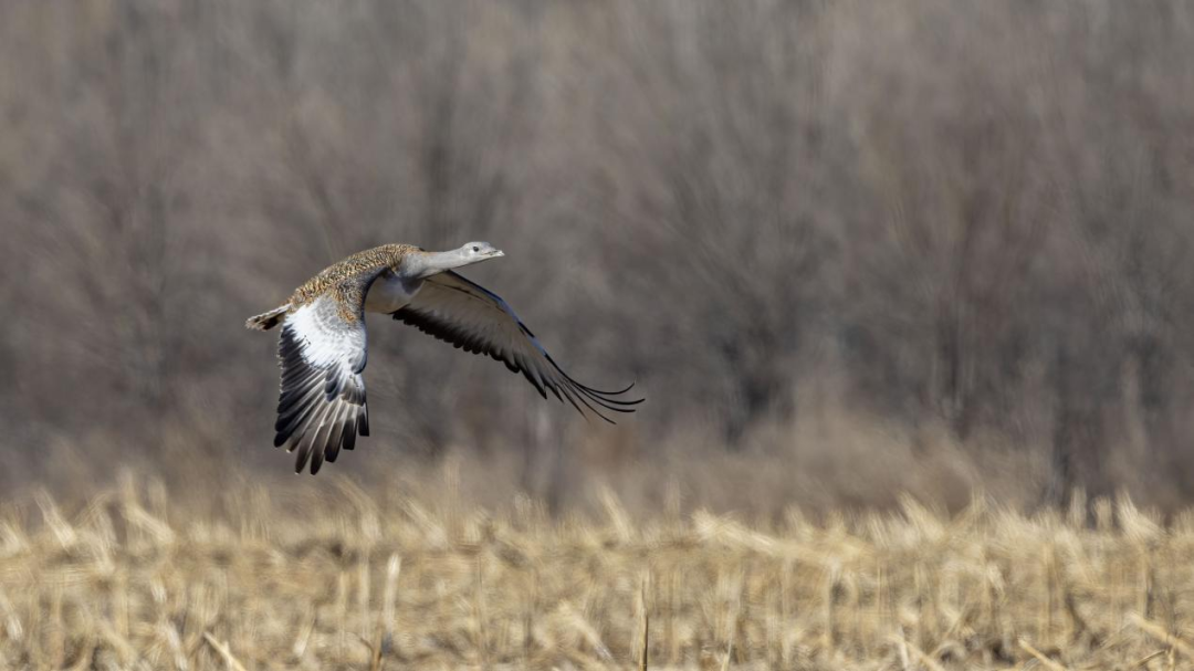 《北京冬季觀鳥導(dǎo)賞圖》發(fā)布