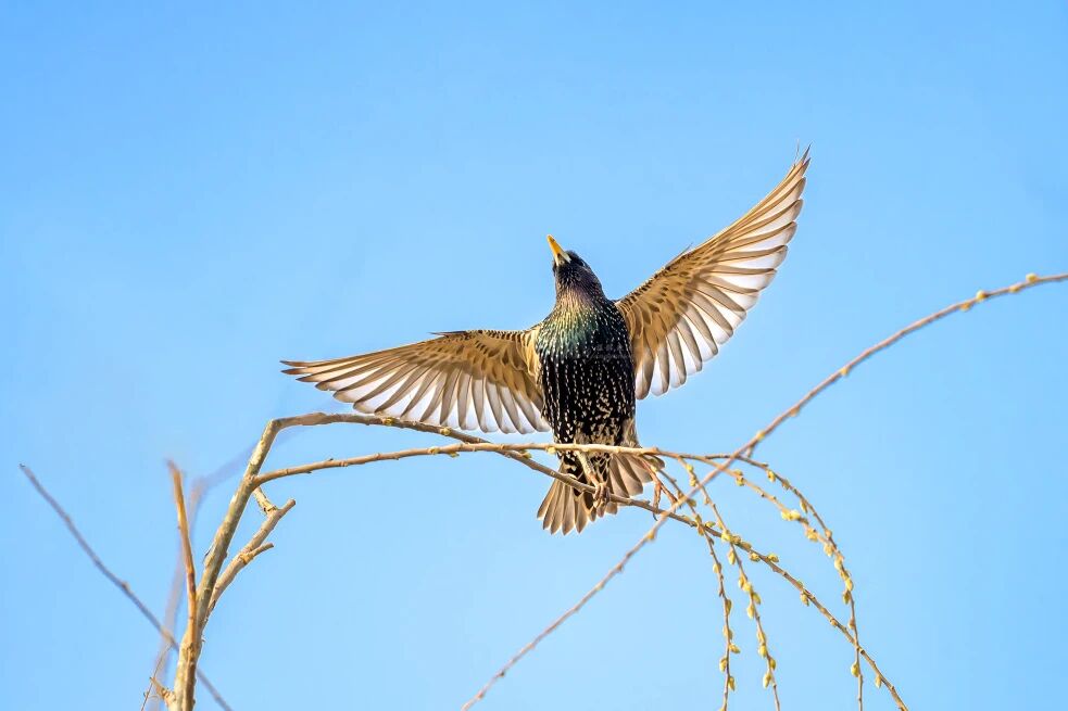 首次現身！南苑森林濕地公園觀測到紫翅椋鳥