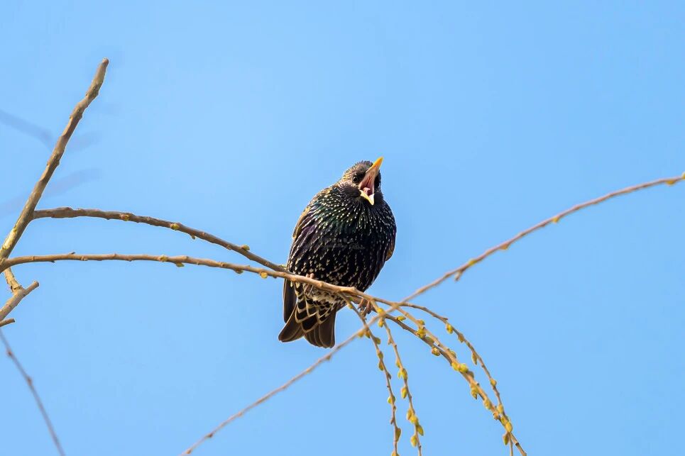 首次現身！南苑森林濕地公園觀測到紫翅椋鳥