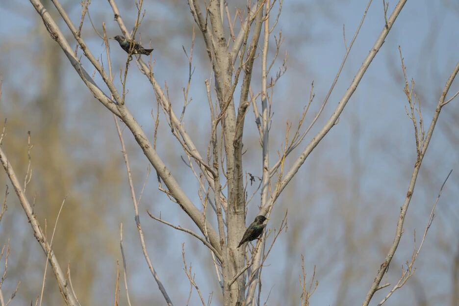 首次現身！南苑森林濕地公園觀測到紫翅椋鳥