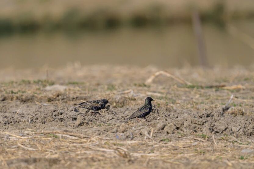 首次現身！南苑森林濕地公園觀測到紫翅椋鳥