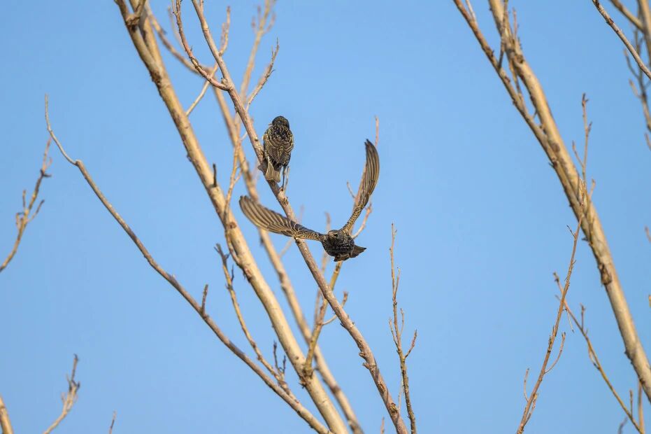 首次現身！南苑森林濕地公園觀測到紫翅椋鳥