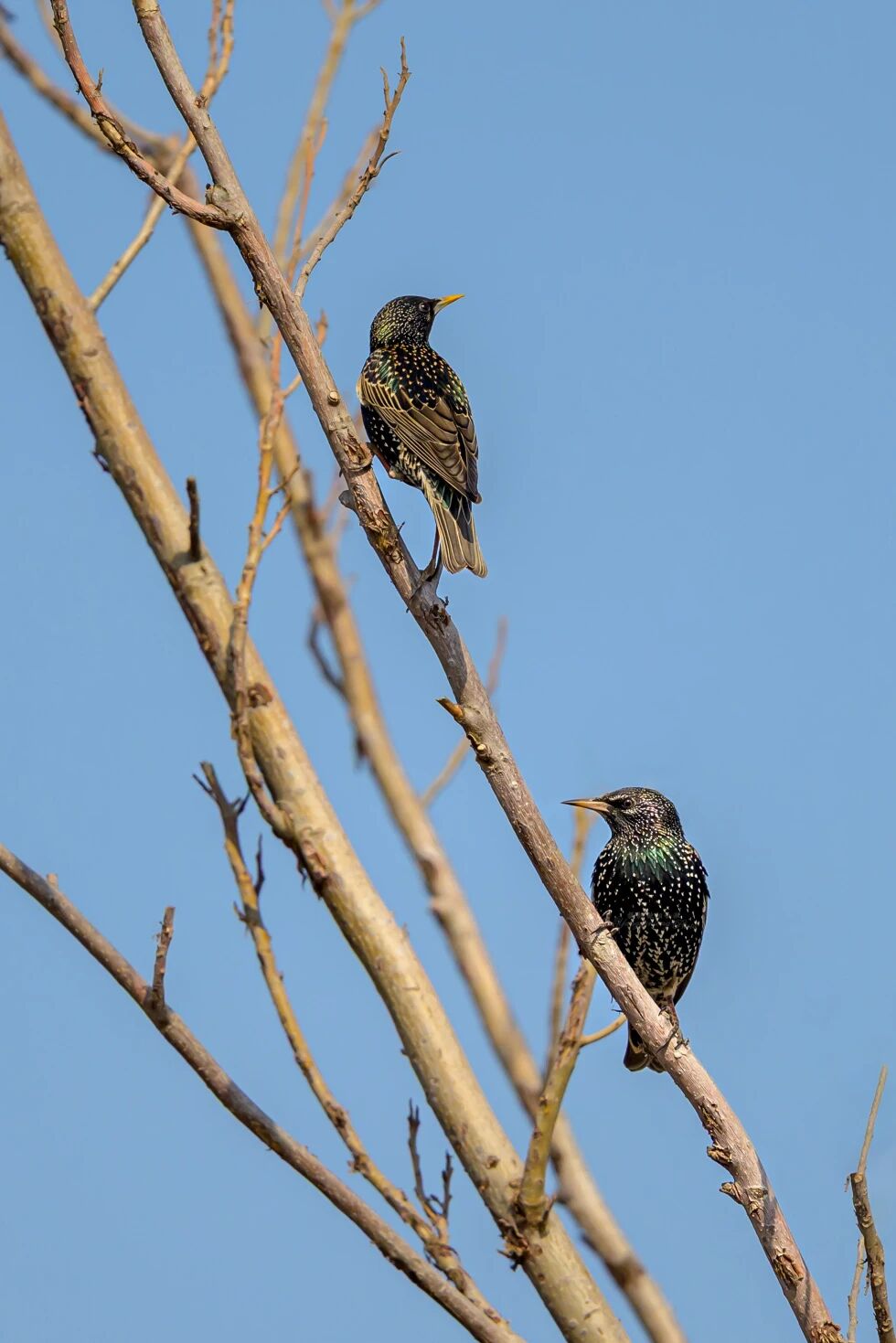 首次現身！南苑森林濕地公園觀測到紫翅椋鳥