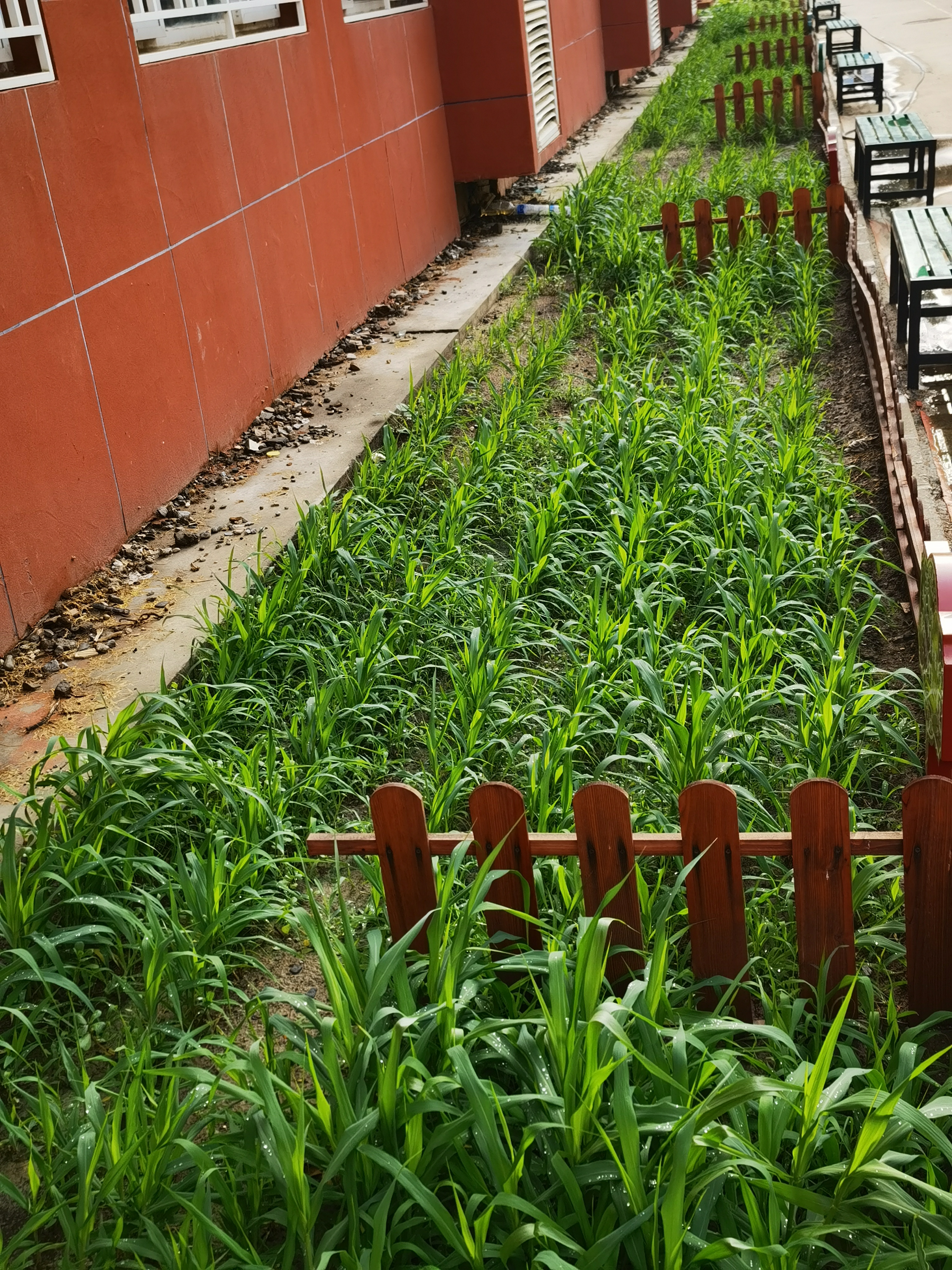 敬農(nóng)——實(shí)踐育人促進(jìn)知行合一