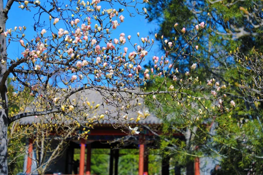 國家植物園北園玉蘭