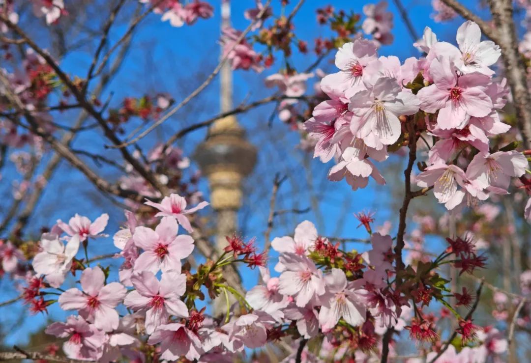 玉淵潭公園促培櫻花