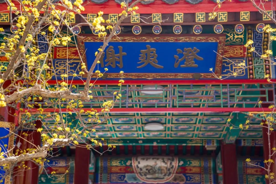 中國園林博物館山茱萸