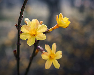 京郊賞花路線攻略 京郊賞花路線攻略