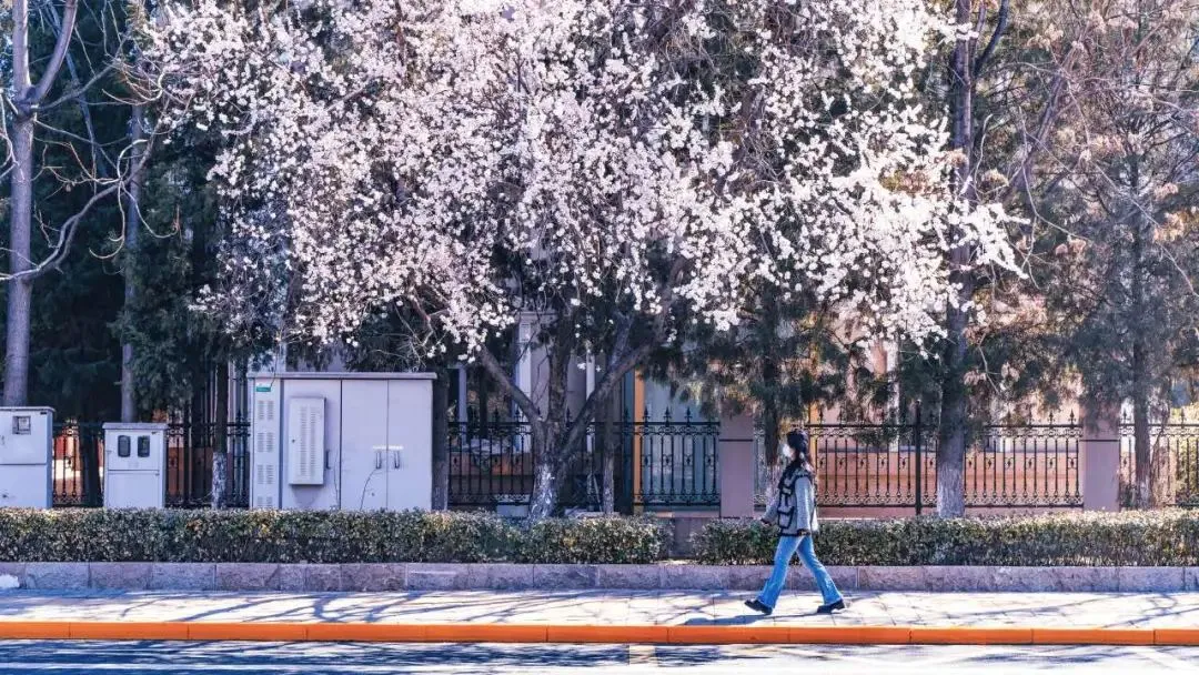 四條密云春日賞花線路