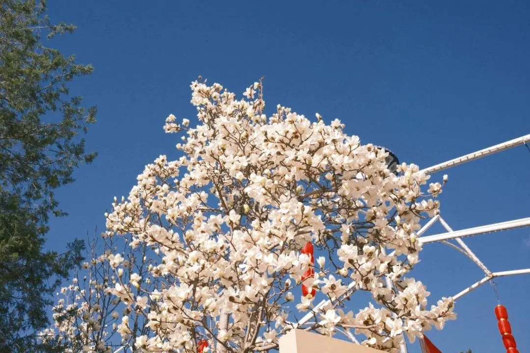 四條密云春日賞花線路