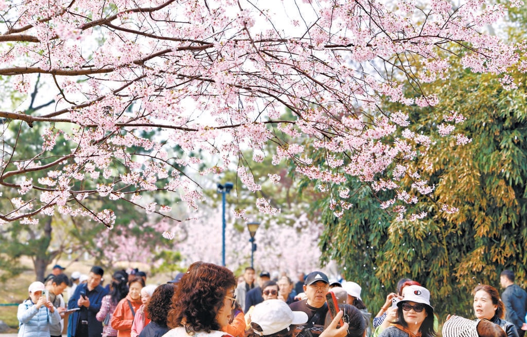 玉淵潭公園早櫻大面積開放，進(jìn)入最佳觀賞期。