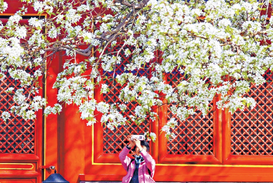 智化寺內(nèi)，古梨樹(shù)雪白梨花如雪瀑傾瀉，與古剎紅墻相映成趣。