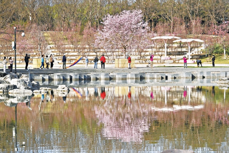 北小河打造全市首條櫻花河，沿岸近6000株櫻花已次第綻放。