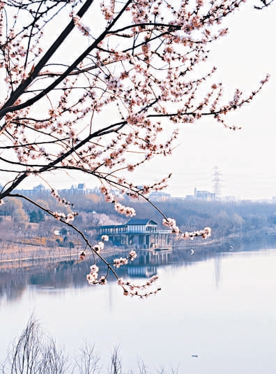 “京西小洱?！贝夯ㄓ瓉?lái)最佳觀賞期。