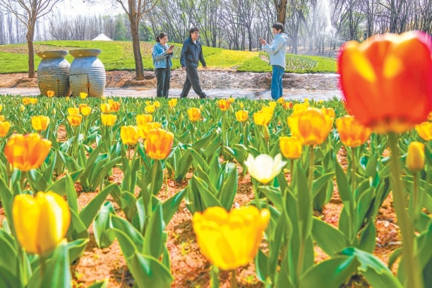 順義區(qū)北京國際鮮花港內(nèi)部分郁金香悄然綻放。
