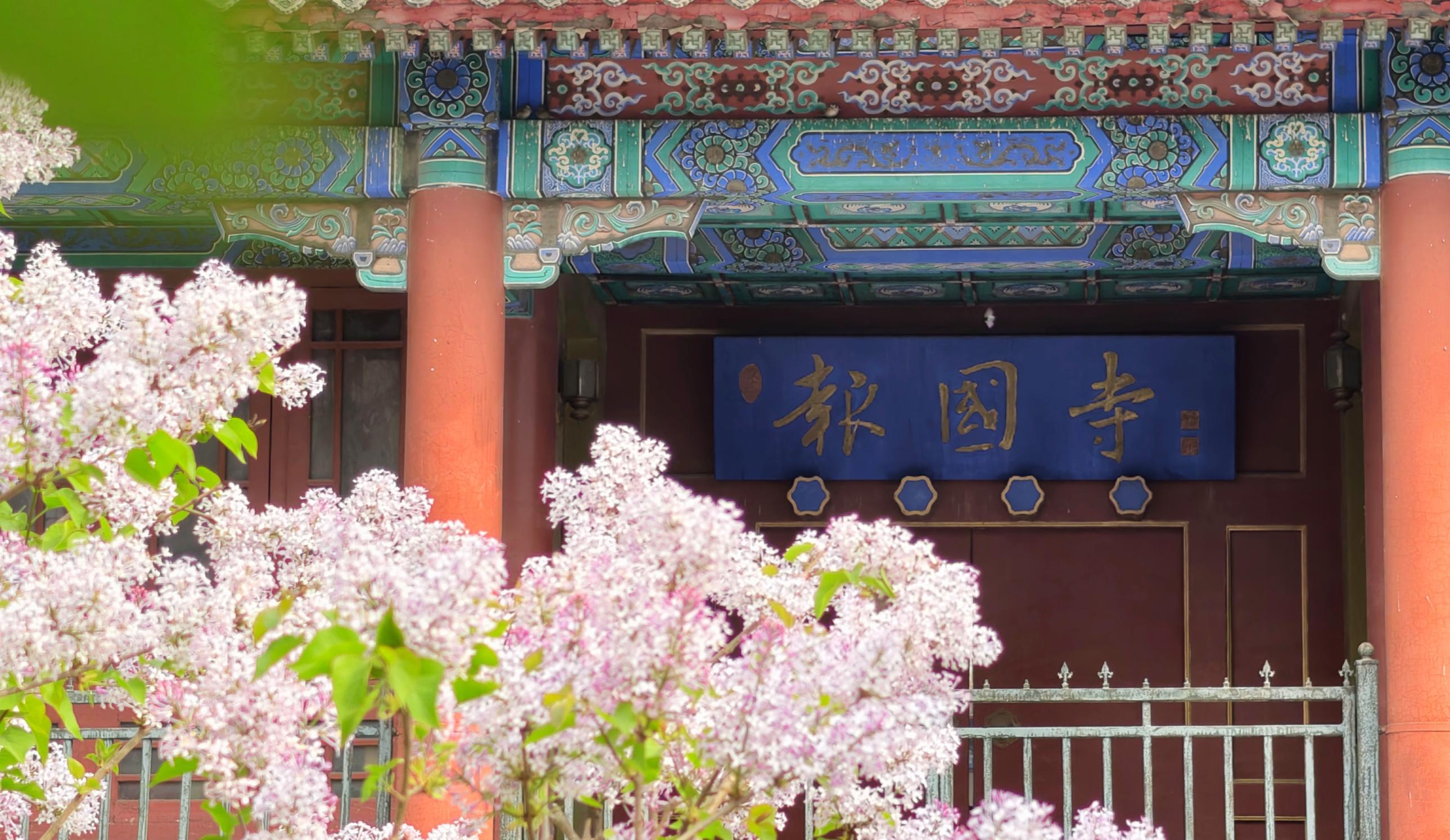 護國寺古剎已繁花成云！千年時光在花影里緩緩流淌