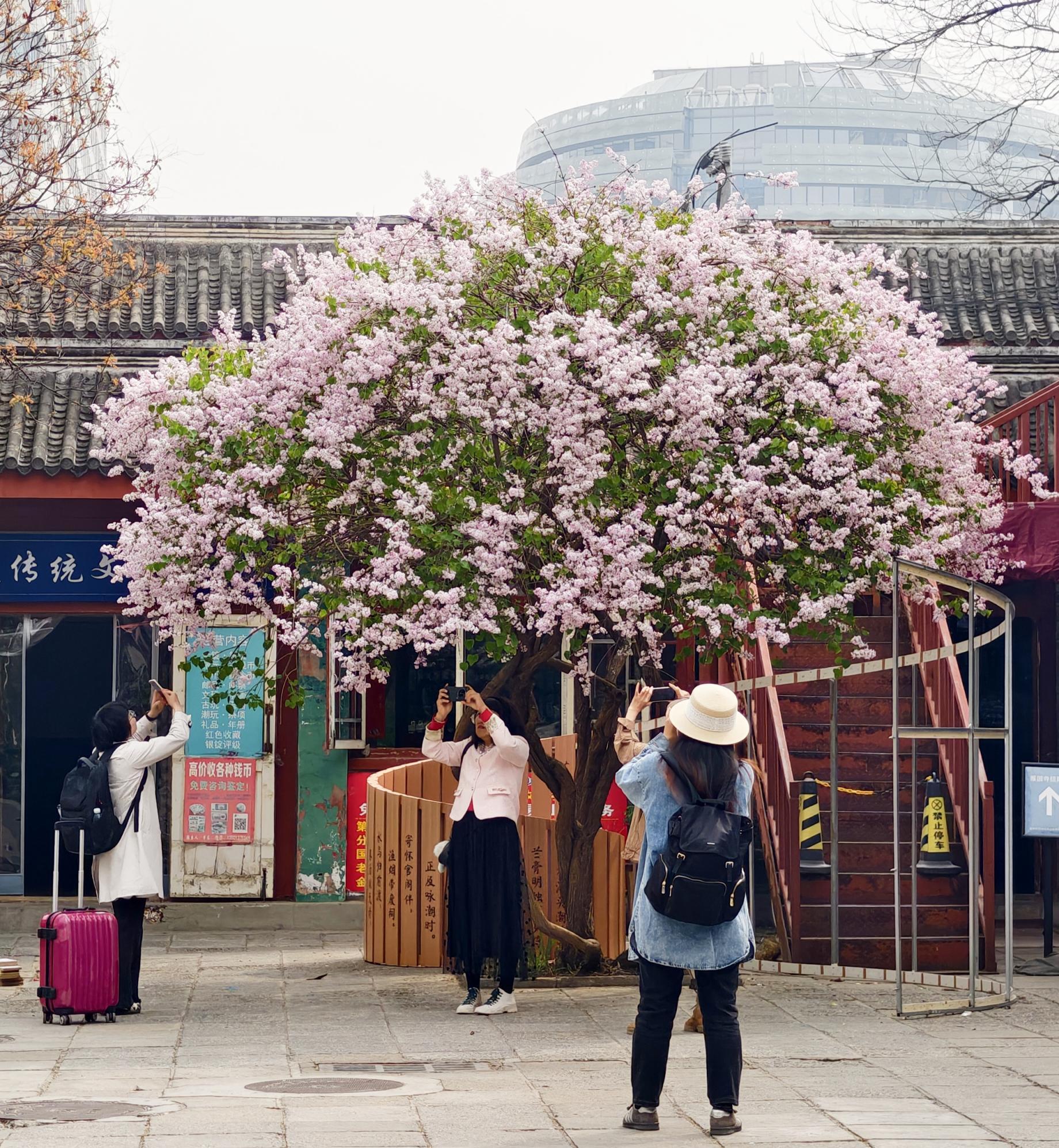 護國寺古剎已繁花成云！千年時光在花影里緩緩流淌