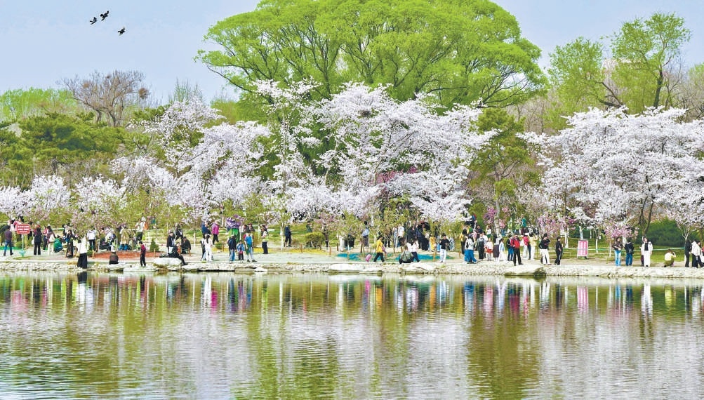 玉淵潭公園櫻花盛放，春意盎然，靜待市民游客觀賞。