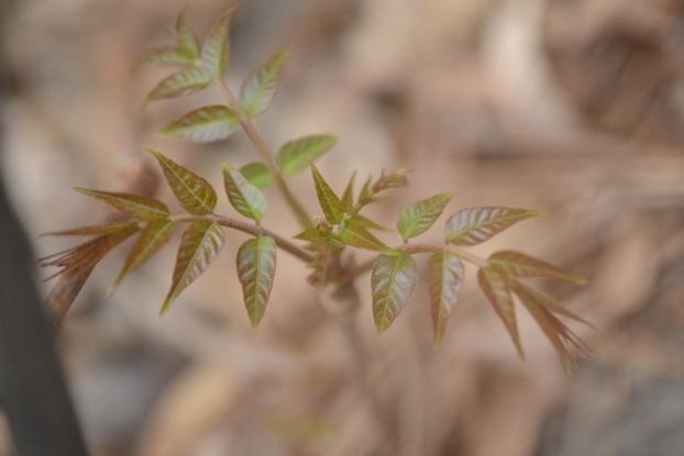 【北京疾控提醒您】野菜別亂采！這份“春日野菜食用安全指南”請收好