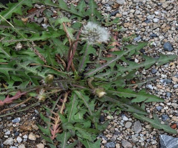 【北京疾控提醒您】野菜別亂采！這份“春日野菜食用安全指南”請收好