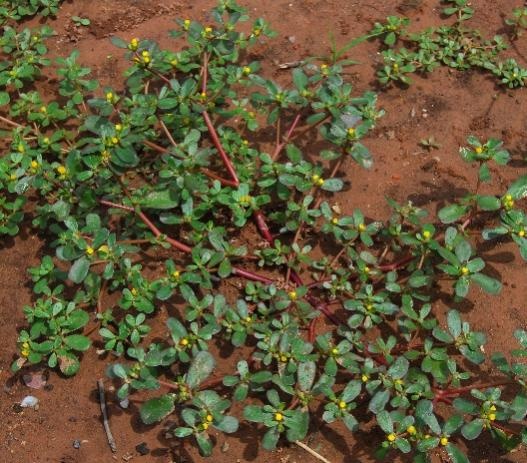 【北京疾控提醒您】野菜別亂采！這份“春日野菜食用安全指南”請收好