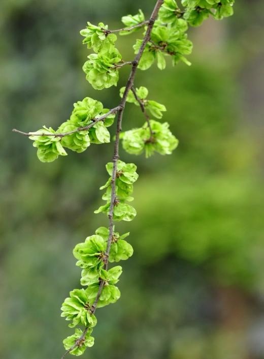 【北京疾控提醒您】野菜別亂采！這份“春日野菜食用安全指南”請收好