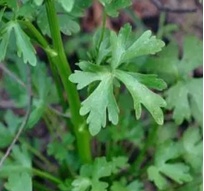 【北京疾控提醒您】野菜別亂采！這份“春日野菜食用安全指南”請收好
