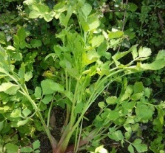 【北京疾控提醒您】野菜別亂采！這份“春日野菜食用安全指南”請收好