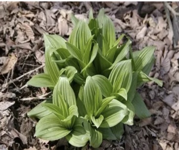 【北京疾控提醒您】野菜別亂采！這份“春日野菜食用安全指南”請收好