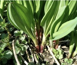 【北京疾控提醒您】野菜別亂采！這份“春日野菜食用安全指南”請收好