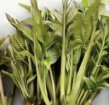 【北京疾控提醒您】野菜別亂采！這份“春日野菜食用安全指南”請收好