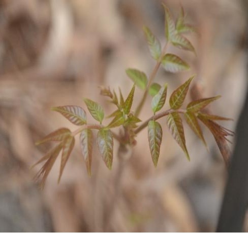 【北京疾控提醒您】野菜別亂采！這份“春日野菜食用安全指南”請收好
