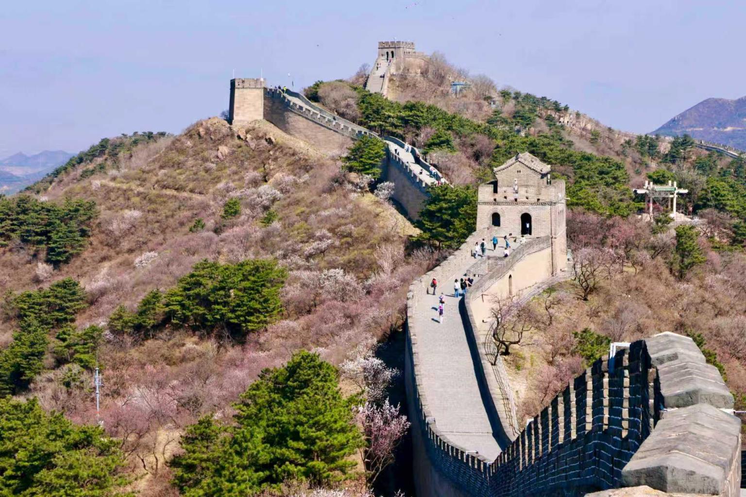 八達(dá)嶺山花爛漫！南四樓至南七樓正值最佳觀賞期