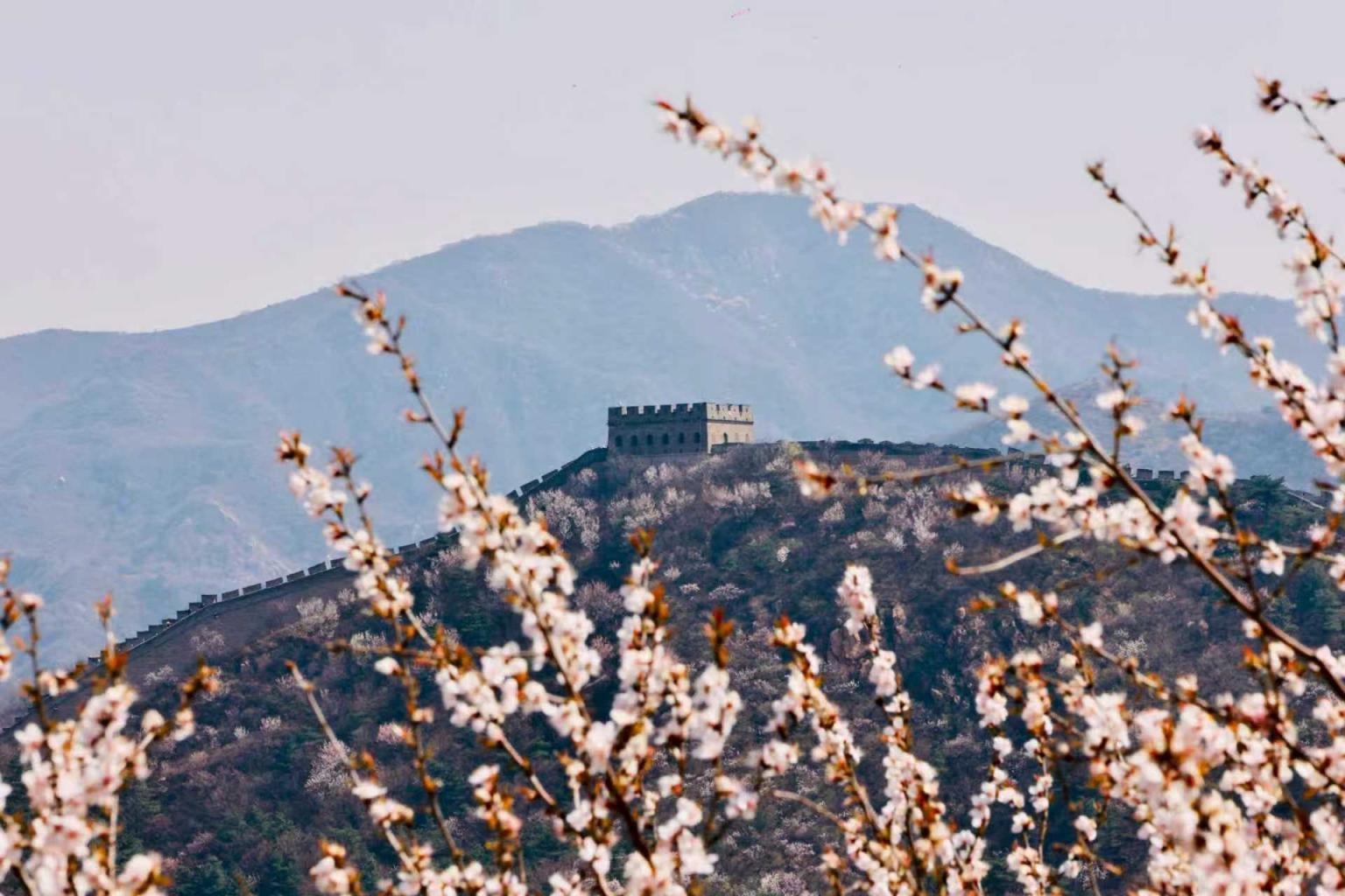 八達(dá)嶺山花爛漫！南四樓至南七樓正值最佳觀賞期
