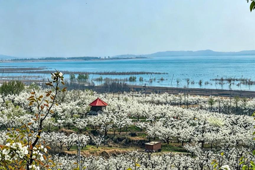密云不老屯鎮(zhèn)花“海”綻放，萬畝梨花與密云水庫同框