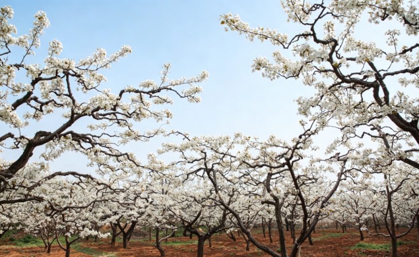 密云不老屯鎮(zhèn)花“海”綻放，萬畝梨花與密云水庫同框