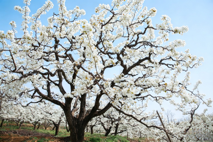 密云不老屯鎮(zhèn)花“海”綻放，萬畝梨花與密云水庫同框