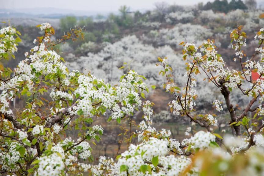 密云不老屯鎮(zhèn)花“?！本`放，萬畝梨花與密云水庫同框