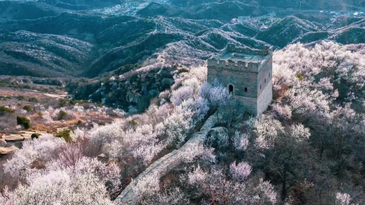 長(zhǎng)城腳下的“花海風(fēng)光”